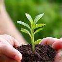 Hands holding a seedling with rich soil